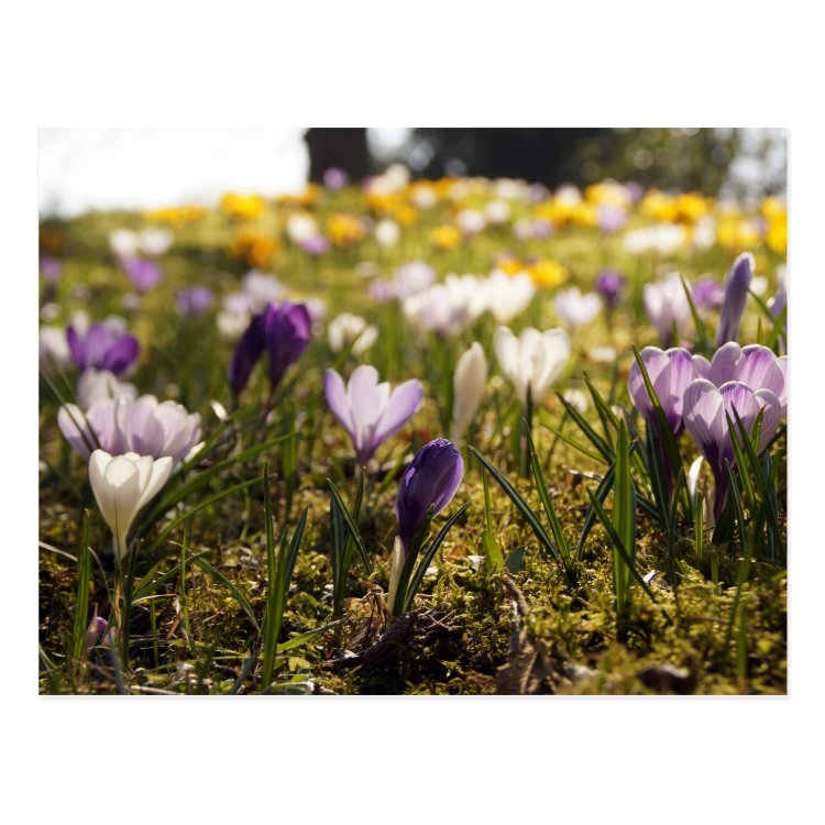 Prairie de printemps avec crocus dans le rétro-éclairage carte postale