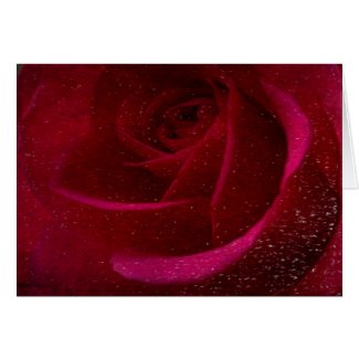 A Burgundy Rose in Snow Card