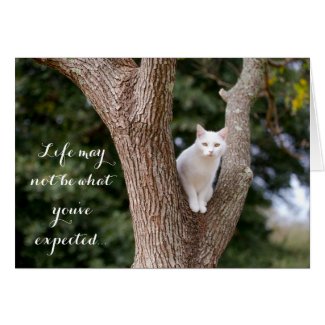 Cat in a Tree Notecard