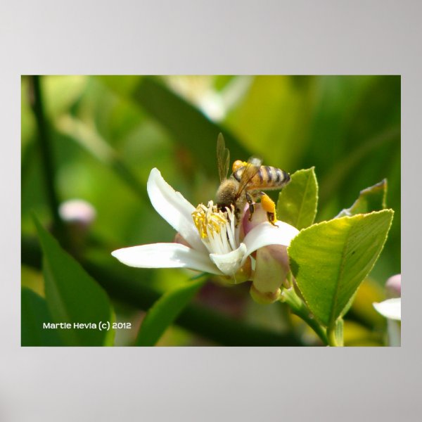 Lemon Blossom Bee III