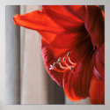 Red Lion Amaryllis Flower