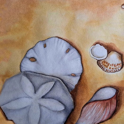 See the Whole Sandy Seashells Collection