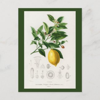 Lemon Citrus Fruit Botanical Limonium Illustration Postcard