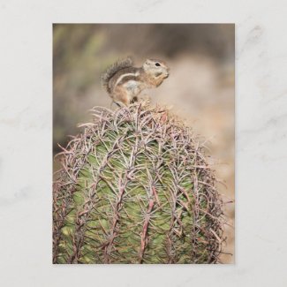 Squirrel on Barrel Cactus Postcard