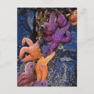 Starfish Pisaster Ochraceus & Ochre Sea Star Postcard