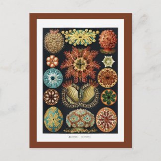 Ascidiae Starfish Sea Urchin Vintage Poster Postcard