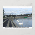 Bank of swans watch a boat traverse Barrow river, Carlow postcard
