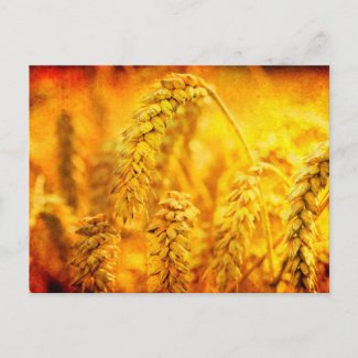 Golden Wheat Postcard