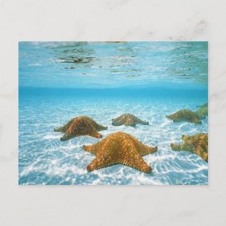 starfish island.jpg postcard