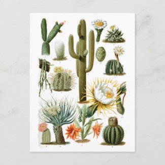 Vintage Cactus Chart Postcard