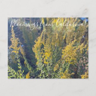 Bloomings from California: California Goldenrod