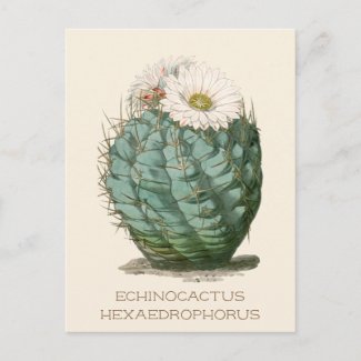 Barrel Cactus White Flower Postcard