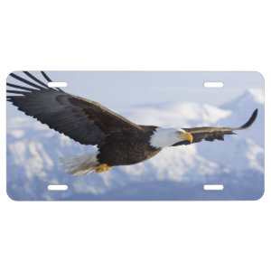 Eagle Soaring license tag License Plate