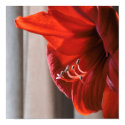 Red Lion Amaryllis Flower