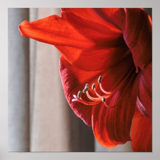 Beautiful Red Lion Amaryllis Flower Poster