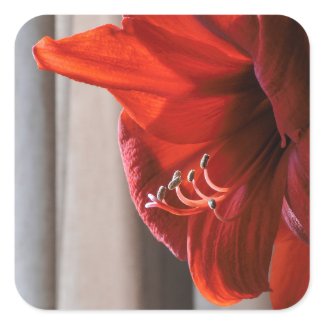 Beautiful Red Lion Amaryllis Flower Square Sticker
