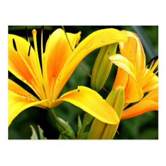 Yellow Lily Postcard