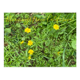 Bloomings from California: Buttercups Postcard