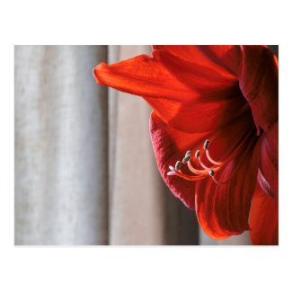 Red Lion Amaryllis Flower Postcard