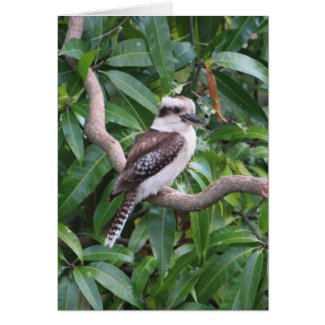 Laughing Kookaburra Greeting Card