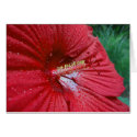Red Hibiscus With Raindrops Card