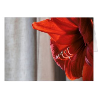 Red Lion Amaryllis Flower New Year&#39;s Card