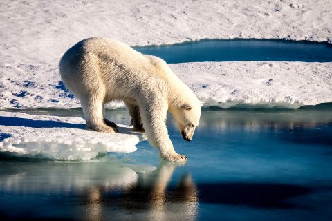 Steps to Help Endangered Species