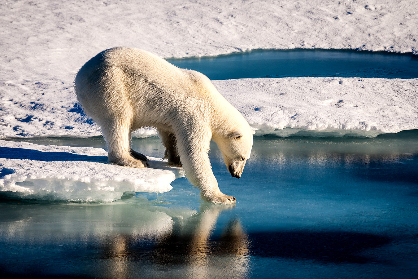Steps to Help Endangered Species