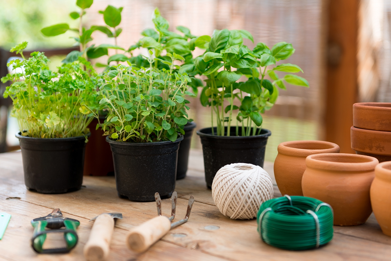 Planning the Perfect Indoor Herb Garden