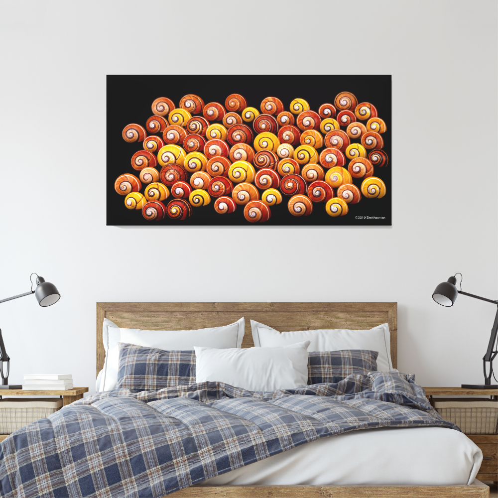 Cuban Tree Snails Canvas Print