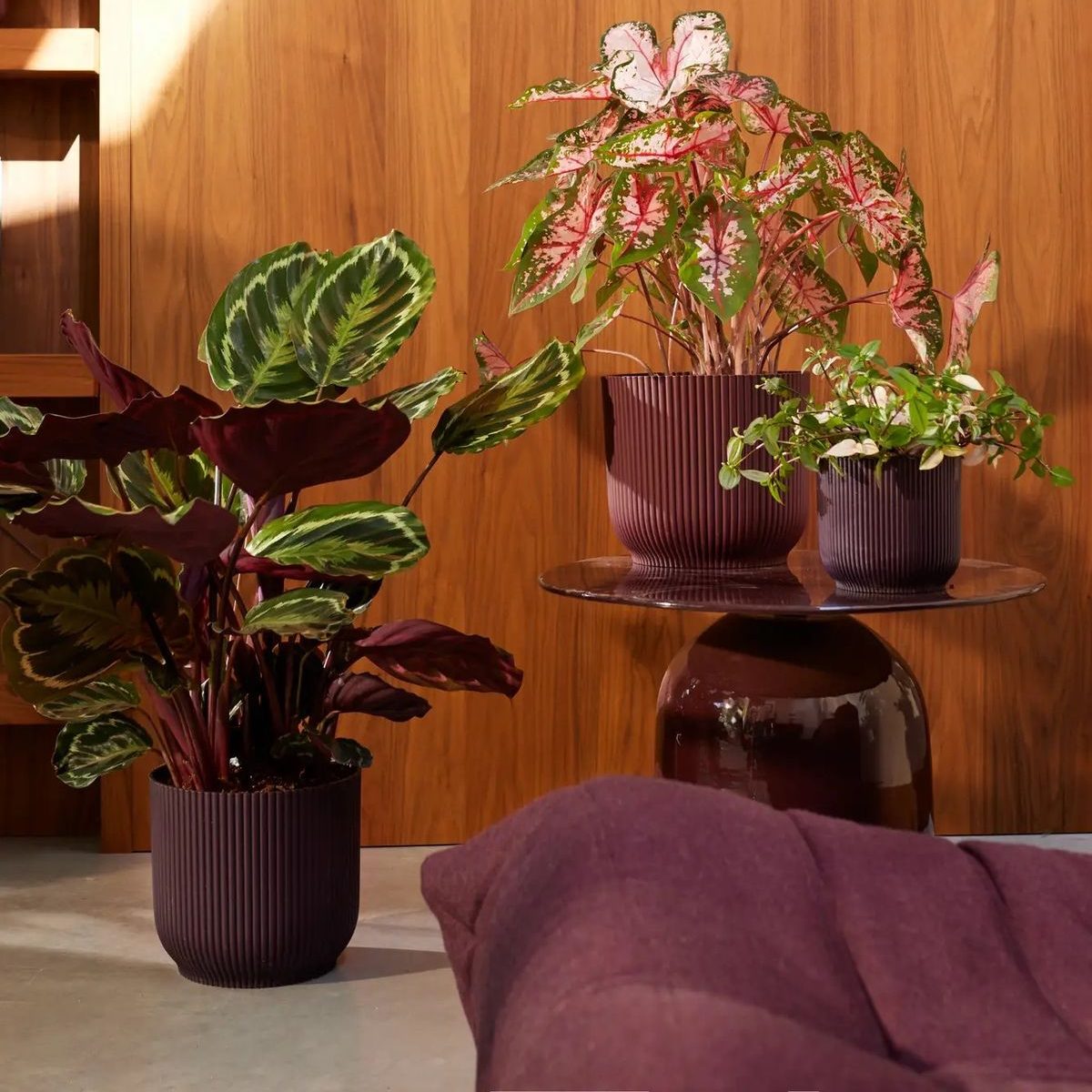 Three colorful green, pink, and burgundy houseplants in burdgundy pots displayed on a glass table and on the floor. 