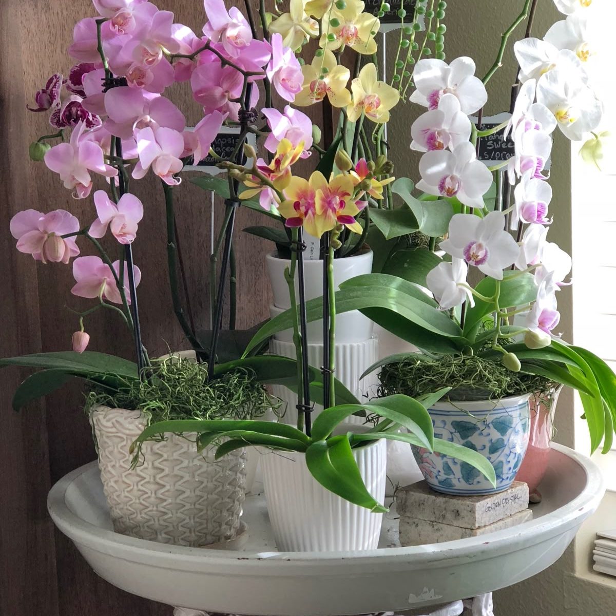 A white table with four different color orchid plants in various types of plant pots. 